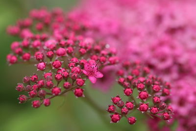 Close-up of pink flowers