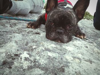 Close-up portrait of dog