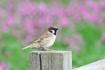 Close-up of bird perching on wooden post