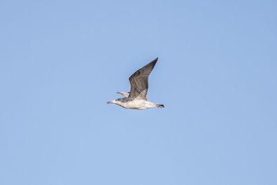 Low angle view of seagull flying against sky