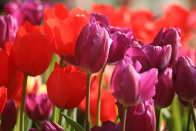 Close-up of red tulips