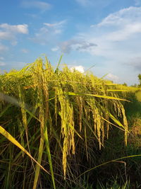 Crops growing on field against sky