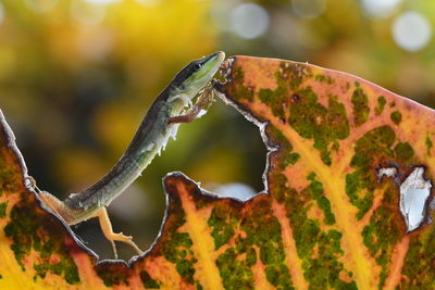 Close-up of lizard on leaf