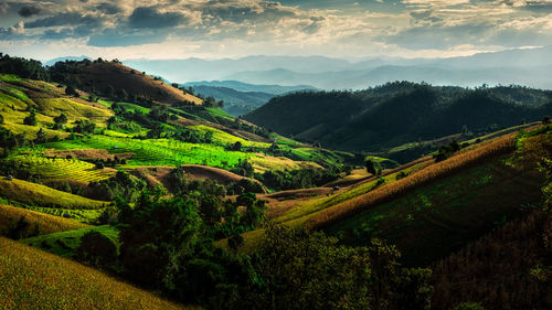 Scenic view of agricultural field against sky