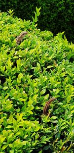 Close-up of butterfly on plant