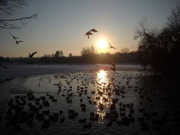 Silhouette birds flying over lake against sky during sunset