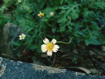 High angle view of white flowering plant