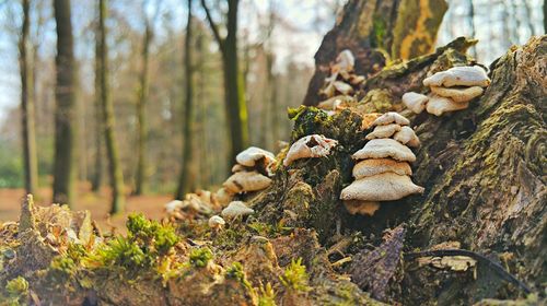 Close-up of tree trunk in forest