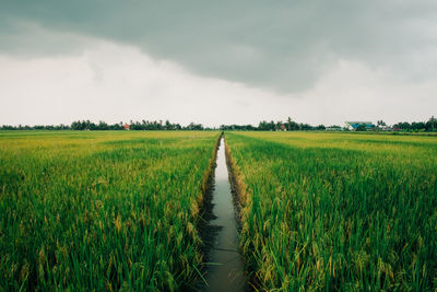 Scenic view of agricultural field against sky