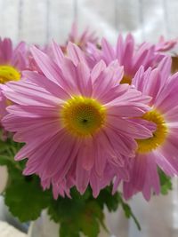 Close-up of pink flower