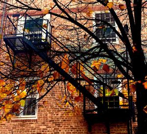 Low angle view of bare trees in city