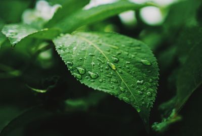 Close-up of water drops on leaf