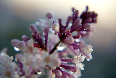 Close-up of raindrops on pink flowering plant