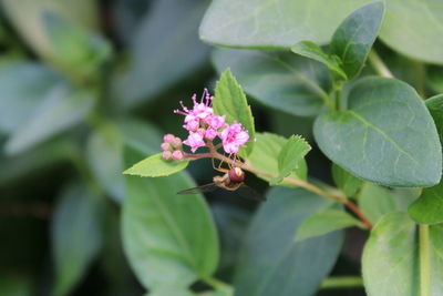 Close-up of insect on pink flowering plant