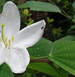 Close-up of water drops on white flower