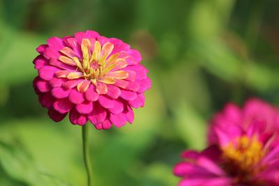 Close-up of pink flower blooming outdoors