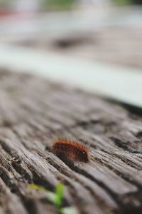 Close-up of insect on wood