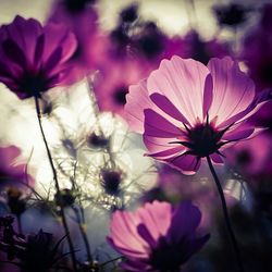 Close-up of pink flowers