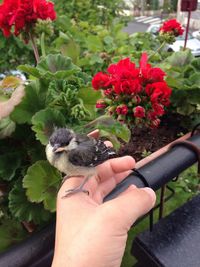 Close-up of bird perching on hand