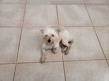 High angle view of portrait of dog on floor