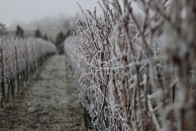 Plants growing on field