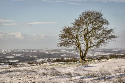 Bare tree on snowy landscape against sky