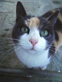Close-up portrait of cat
