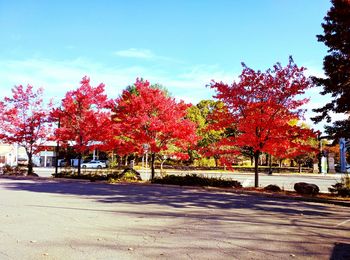 Trees by road in city against sky