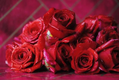 Close-up of red roses