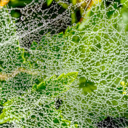 Full frame shot of wet leaves