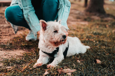 Low section of woman with dog on field