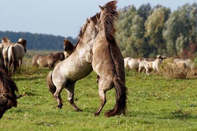 Horses grazing on field