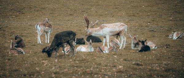 Horses in a field