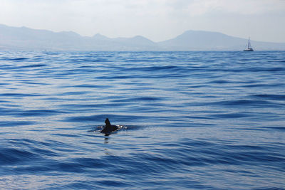 Wild pilot whales in tenerife, canary islands. whale watching. 