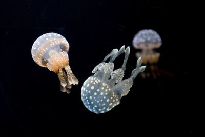 Close-up of jellyfish against black background