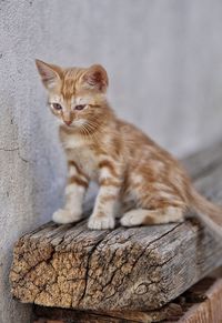 Portrait of cat sitting outdoors