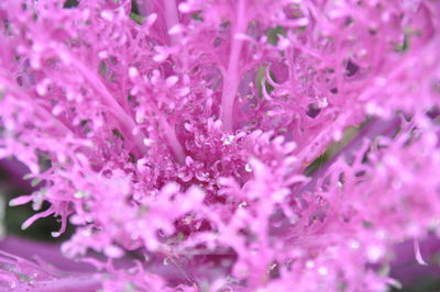 Ornamental cauliflower