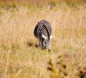 View of a zebra grazing in a field