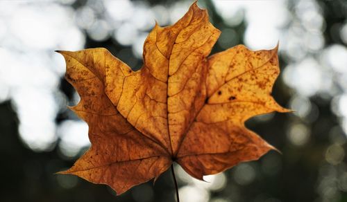 Close-up of dry maple leaves