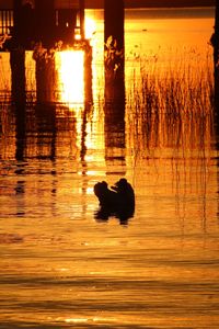 Silhouette bird on lake during sunset