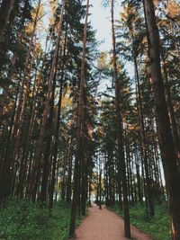 Low angle view of trees in forest