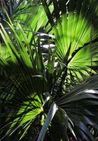 Close-up of palm trees