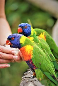 Cropped hand feeding parrots