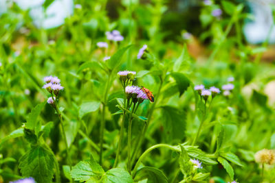 Close-up of insect on purple flowering plant