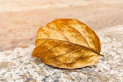 Close-up of leaf on dry leaves