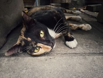 High angle portrait of cat relaxing on floor