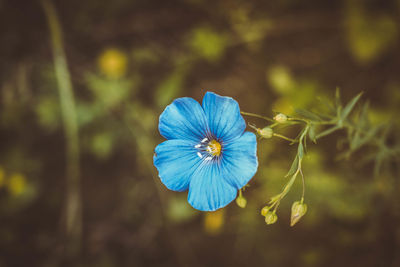 Close-up of blue flower blooming outdoors