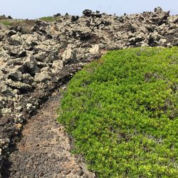 Plants growing on land