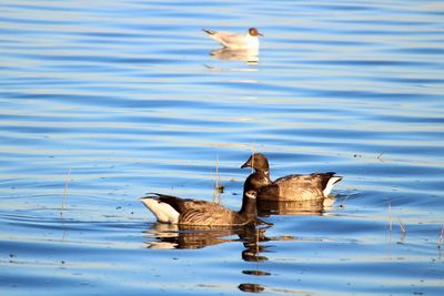 Brent geese .