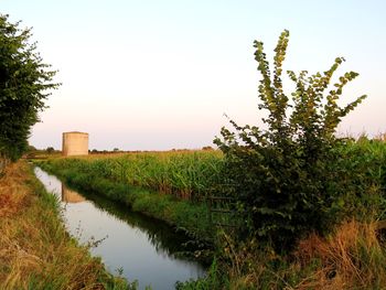 Plants growing on field by lake against sky